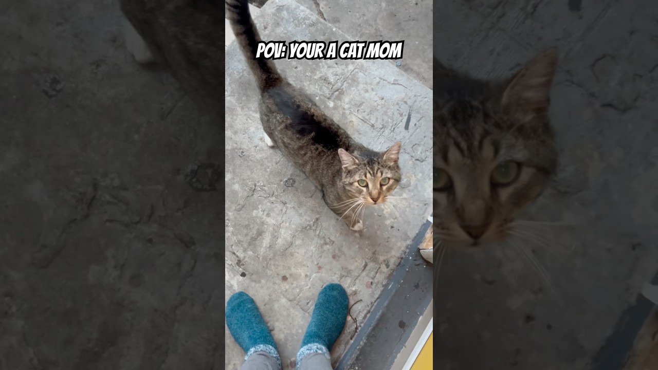 Cat Mom Life Chronicles 🥰🐱🤣🥹🤗