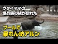 プールで暴れん坊のアルン♪言うことをきかない息子に堪忍袋の緒が切れたウタイママ（上野動物園 2022/1/10）