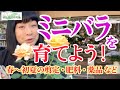 2022/6/10 バラを育てたいなら、まずミニバラから。育てているうちに、買った時とは違う魅力を発見しますよ！
