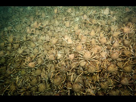 Creepy Giant Spider Crab Aggregation