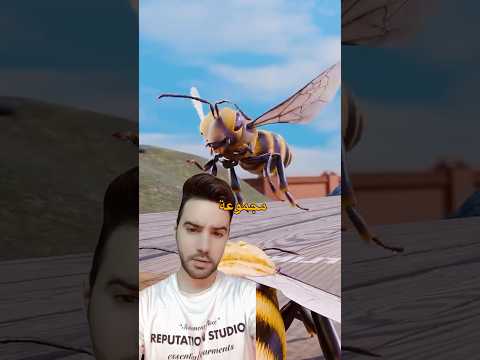 ليه نحل الحراسة بيطردوا النحلة السكرانة