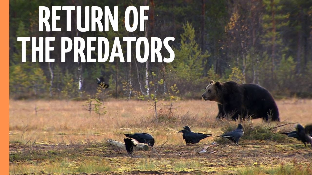 The Return of the Predators (2022)