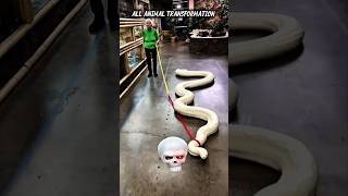 All Animals Transformation ☠️ #shorts #usashorts