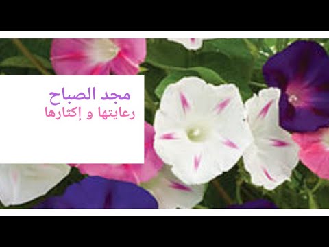 فيديو: مجد الصباح (55 صورة): زرع البذور والرعاية. كيف نزرع الشتلات في الهواء الطلق في الحديقة؟ أصناف الزهور المعمرة والسنوية ، مجد الصباح المزهر بالقمر و 