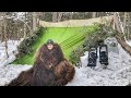 Bushcraft survival skills winter camping in tarp snow  bough shelter with our dog  campfire inside