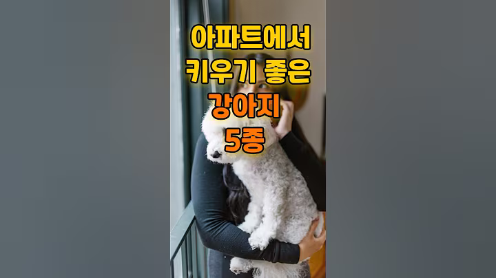 실내 생활에 잘 어울리는 강아지 추천 | 아파트에서 키우기 좋은 강아지 5종 – 이 조용한 친구들 어때요 #강아지 #애견영상 #멍심보감 #강아지