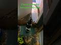 9261. Off lead sit wait check cue upstairs return sit no intruder huge day home 16 June 2026 AK