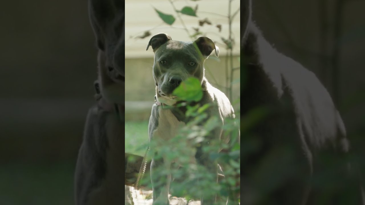 An American pit bull terrier parking new video ! funny dog videos 2021 ! 