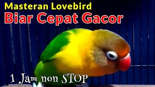 Masteran Lovebird Biar Cepat Gacor Nada Lb Konslet Speed Lambat Minor