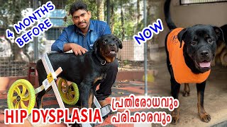 Hip Dysplasia പ്രതിരോധവും പരിഹാരവും : Survived from Hip Dysplasia in 4 months : prevention and cure