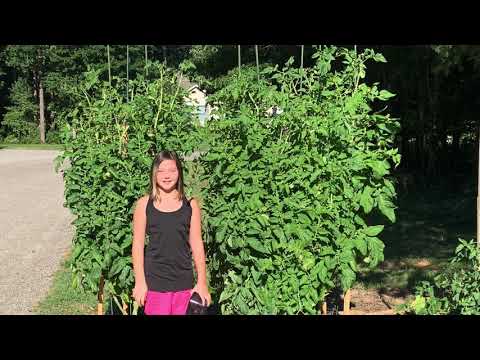How to Grow Huge Tomato Plants - Building a Foundation