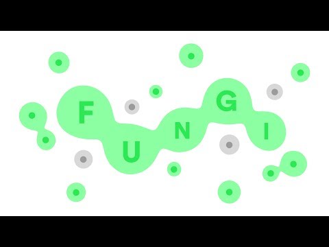 fungi.game