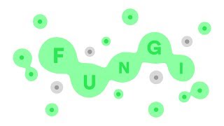 fungi.game