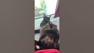 Cat Dampi Miyu 20200301_151340.mp4