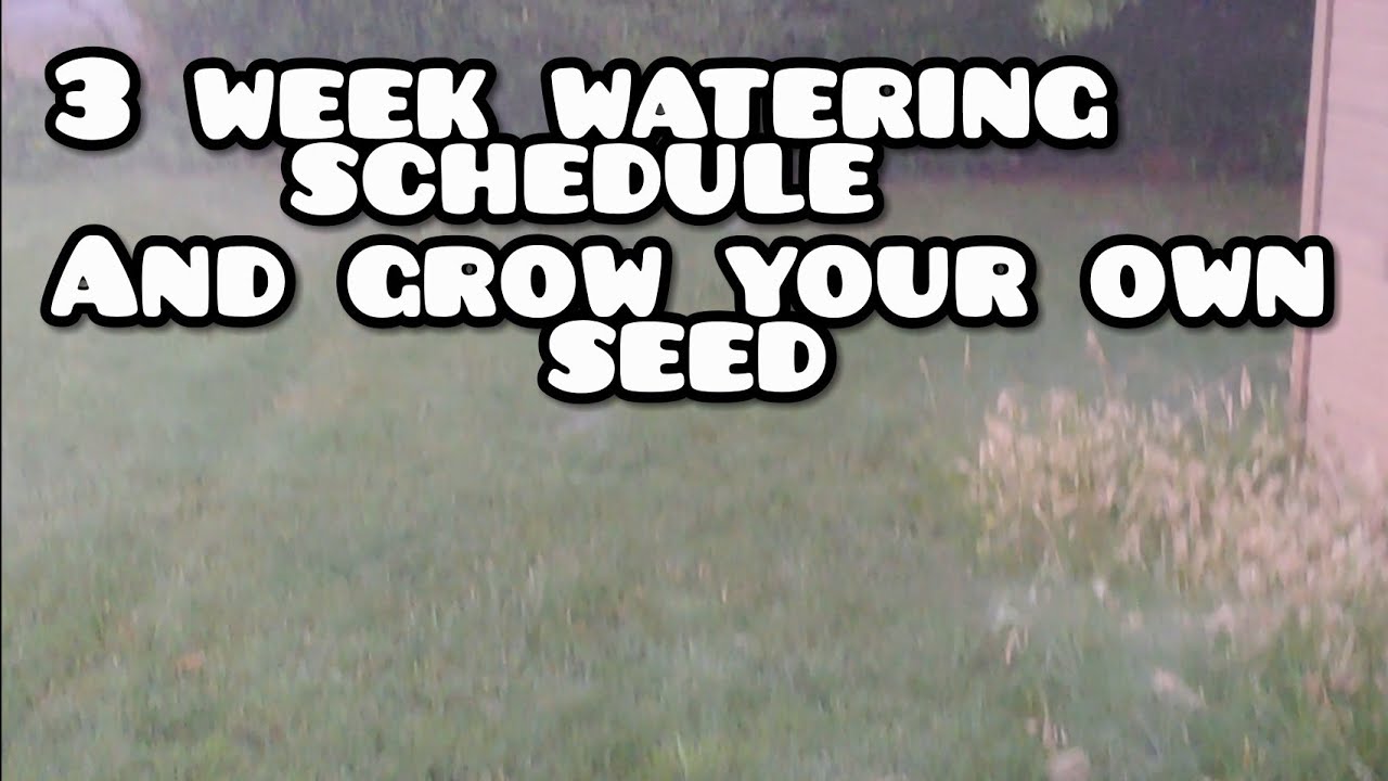 My 3 Week Water Schedule Grow Your Own Seed My 3 Week Water Schedule Grow Your Own Seed