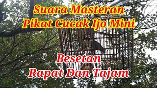 Suara Masteran Pikat Cucak Ijo Mini Besetan Rapat Dan Tajam