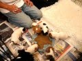 Puppies first feeding time