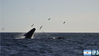 BALENE, PINGUINI e LEONI MARINI NELLA PENISOLA DI VALDES, UNO SPETTACOLO UNICO | ep.5 🇦🇷