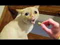 Dogs And Cats Reaction To Food - Funny Animal Reaction