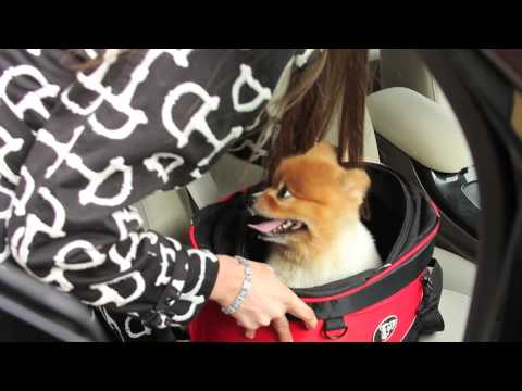 doggyride cocoon bike basket for pets