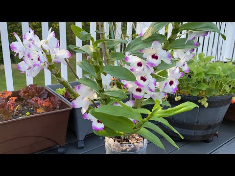 Video: Orchid dendrobium nobile: chăm sóc tại nhà