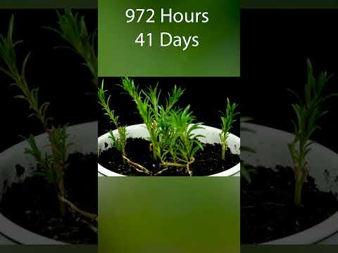 Growing Portulaca Time
