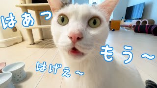 お昼ごはん催促でさりげなく「はげ」という猫チロさん