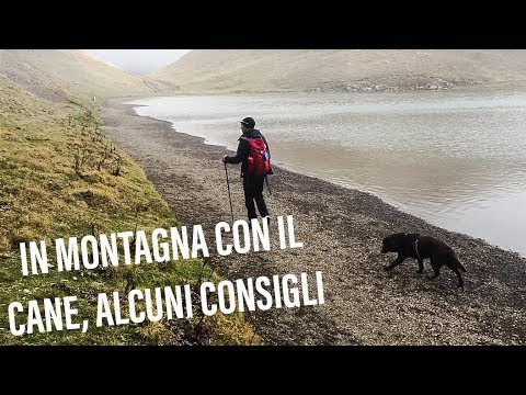 Video: 8 Consigli Per Il Campeggio Con Il Tuo Cane - Rete Matador