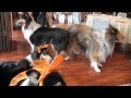 Rough Collie meeting in Japan : MLオフ会2012　No.2 の動画、YouTube動画。