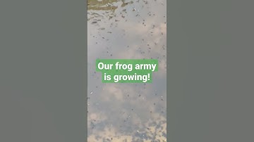 Our water hole is full of tadpoles! Frog army in full effect! #bondedoakacres #farmlife #babytadpole