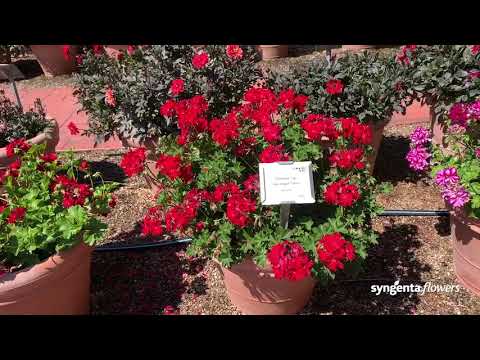 Video: Trail Geranium Ivy: Kuinka kasvattaa Ivy Leaf Geranium -kasveja