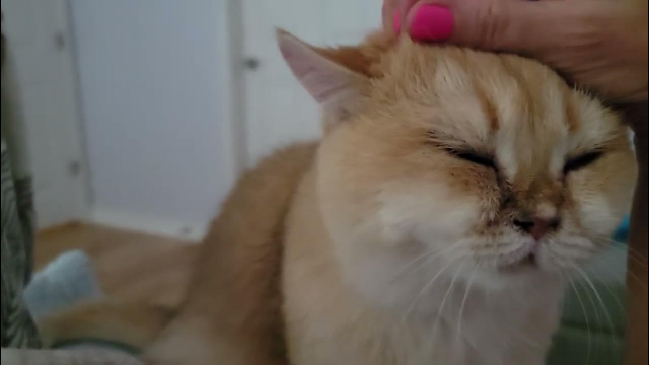 Cats giving them Face and Paw Massages YouTube