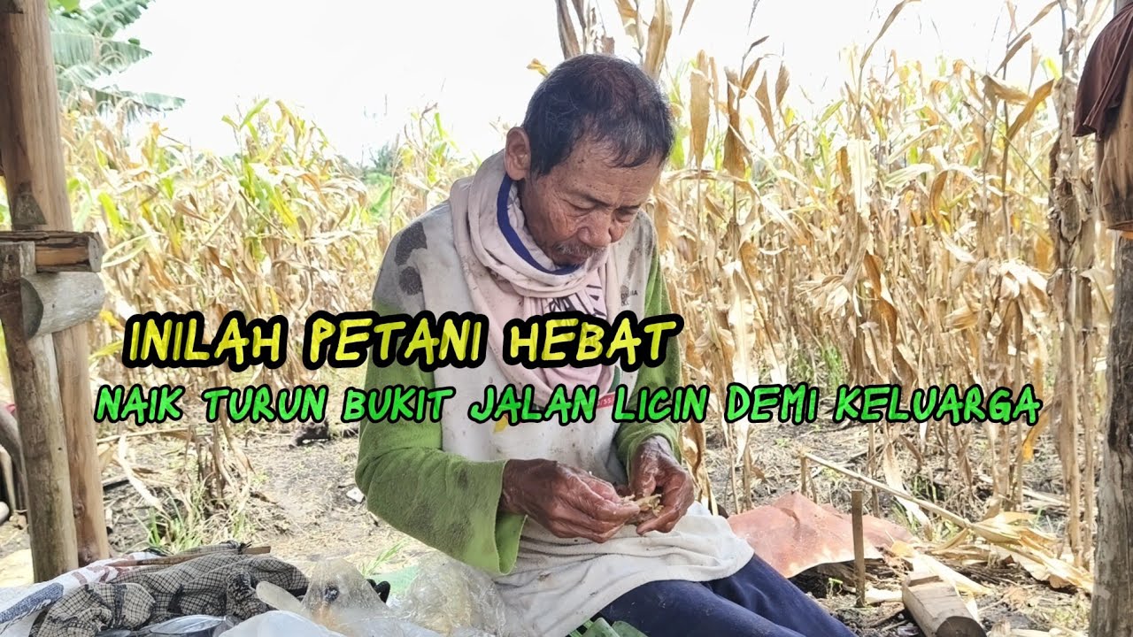 Naik Turun Bukit... Jalan Kaki Dari Rumah Ke Kebun Jagung... Inilah Sosok Petani Hebat.. 