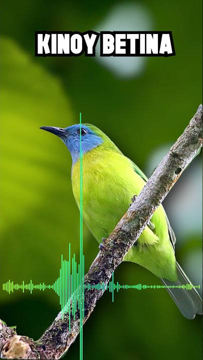 BURUNG CUCAK KINOI BETINA GACOR TEMBAKAN RAPAT #SHORTS