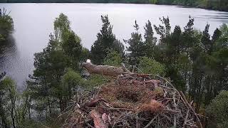 Live osprey nest camera at Loch of the Lowes Wildlife Reserve