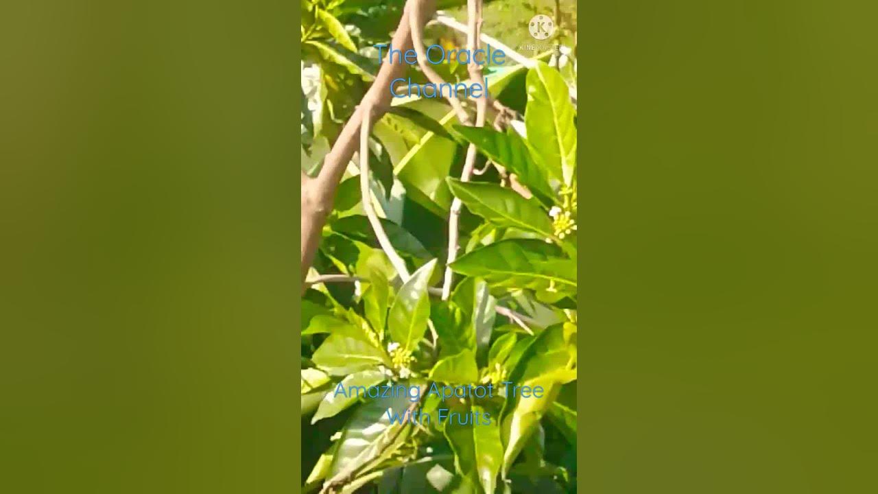 apatot tree