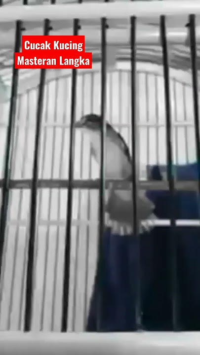 Masteran Burung Langka 'Cucak Kucing' Ampela