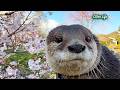 [元ネタ] 【絶景】朝イチの世界遺産を独占！満開の桜の下を元気に走り回るカワウソの朝活タイム Otters Exploring a World Heritage Site