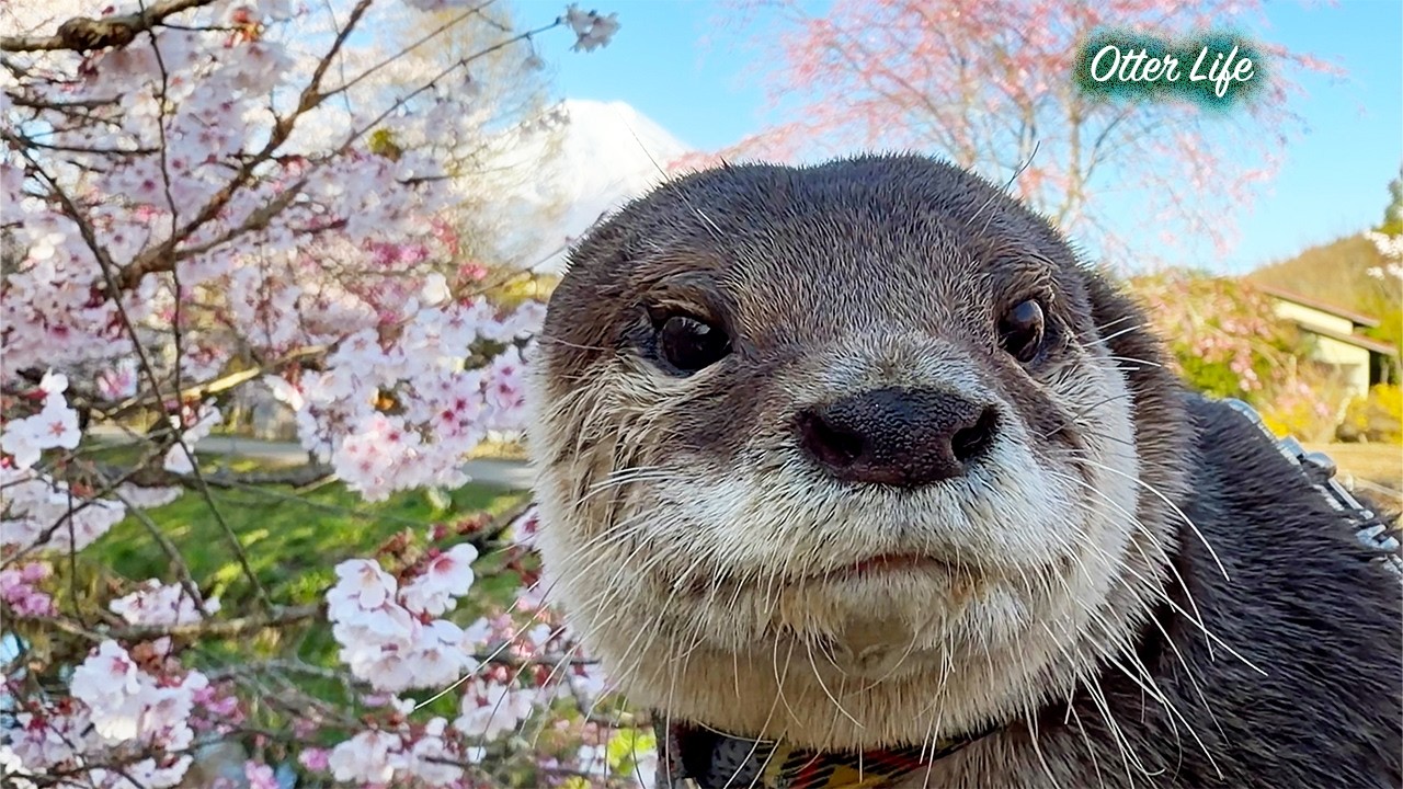  Brooke Otter カワウソ Jellycat Brooke Otter – Heavenly Outhouse