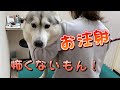 21.5.21 狂犬病ワクチンの予防接種！