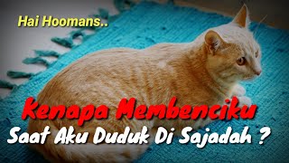 Jangan Usir Kucing Yang Duduk Di Sajadah ‼️ Saat Kita Sholat by MeongLy 3,001 views 1 year ago 3 minutes, 27 seconds