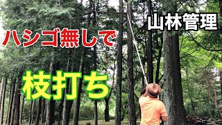 山林管理【簡単枝打ち】ハシゴ要らずで、かなりの高さまで届く【ノコギリ】シルキー【はやうち３段4.9m】の紹介と使用例。