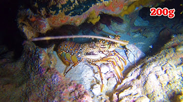 Bắt Được Con Tôm Hùm Dưới Biển Đen - Nghề Lặn Của Tiên (TẬP 13)