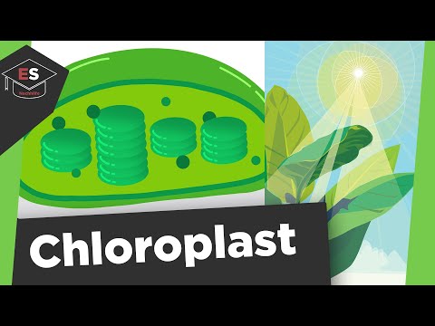Chloroplast - Chloroplasten Aufbau und Funktion - Photosynthese - Chloroplasten einfach erklärt!