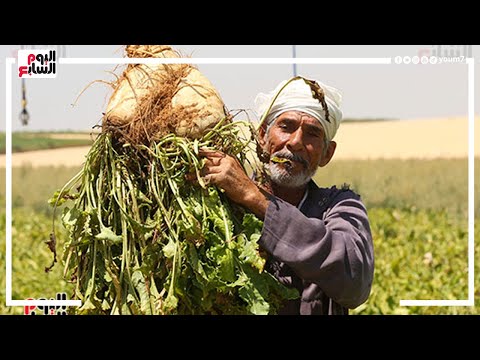 فيديو: حصاد البنجر: كيف ومتى يتم حصاد البنجر