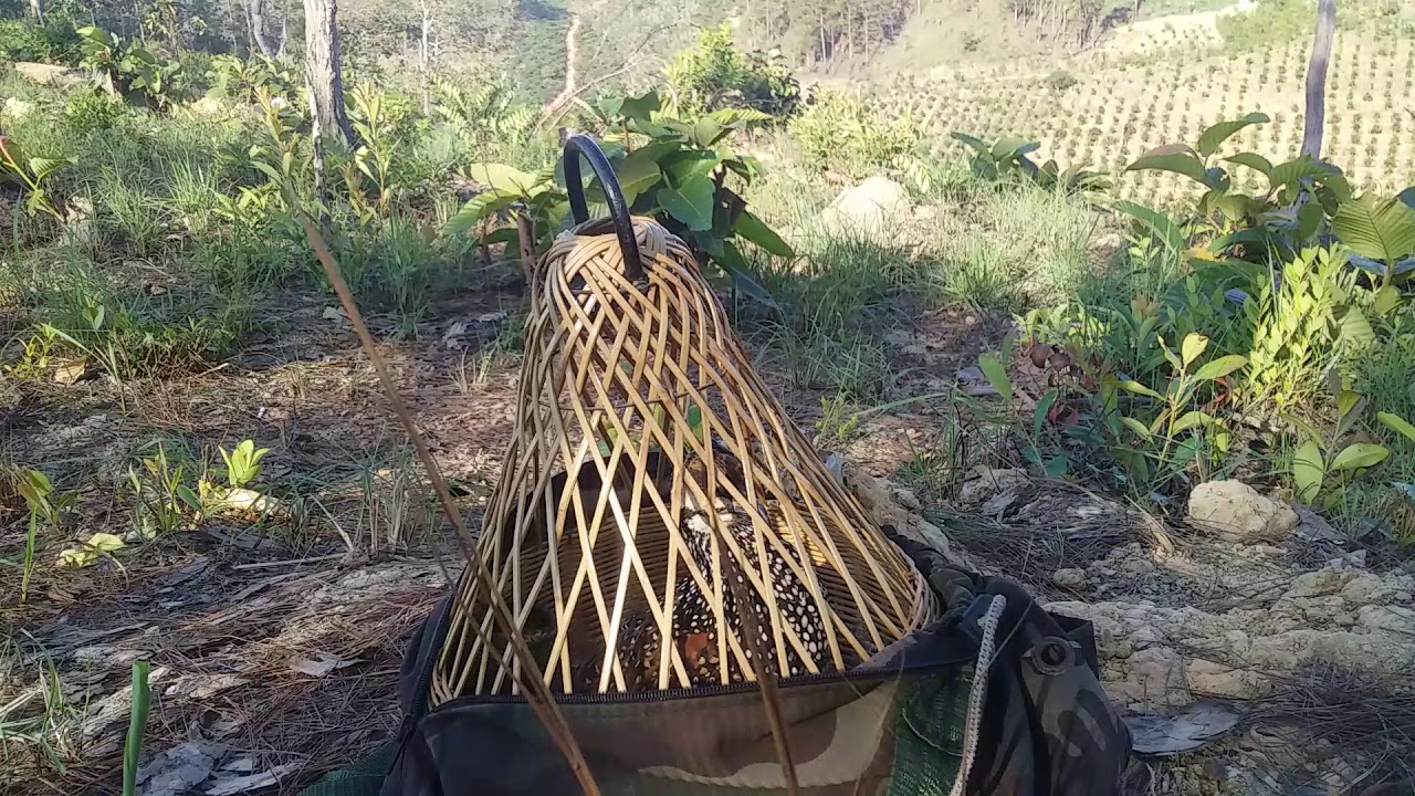 chim Đa Đa mồi lên rừng chiến...