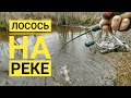 ЛОВЛЯ ЛОСОСЯ НА РЕКЕ 🎣 РЫБАЛКА В ЭСТОНИИ 🎣 LÕHEPÜÜK EESTI JÕGEDES