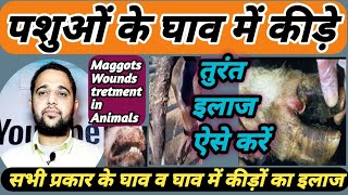 Pashuon ke kide ka illaj|| पशुओं के घाव में कीड़ों की दवा|| Maggots wounds tretment in Animals