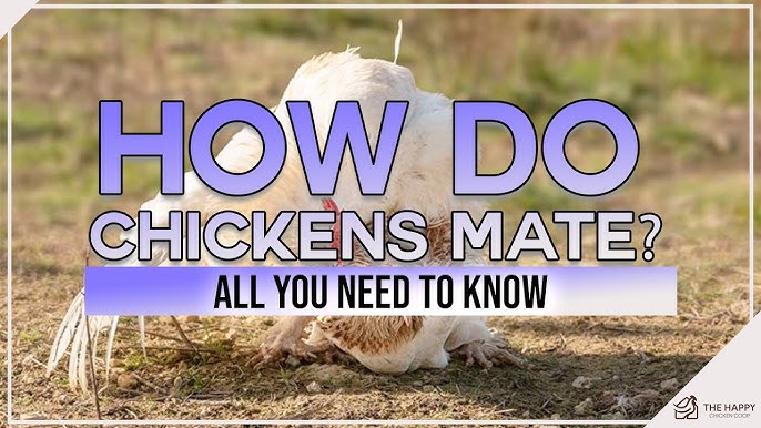 How to Tell if You Have a Hen or a Rooster