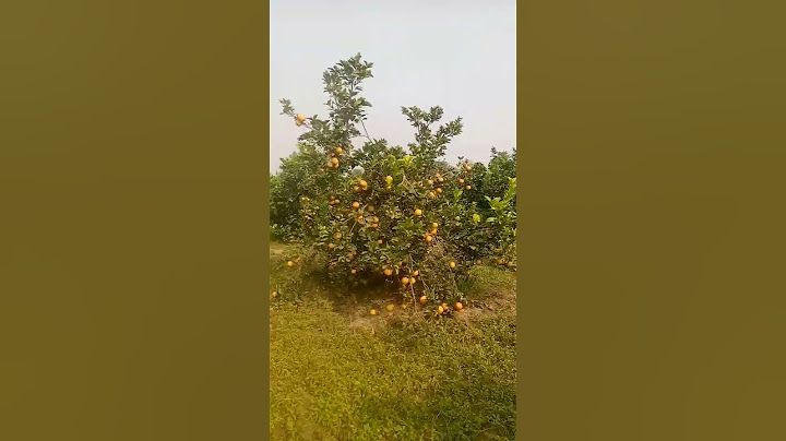 #shortsvideo #villageworking Kiran Family Vlogs 4k 2023 11 29